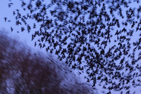 Western Jackdaw (Coloeus monedula) huge flock in flight, Lower Saxony, Germany