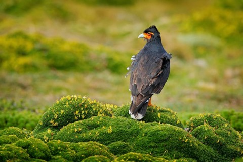Carunculated caracara, Phalcoboenus carunculatus, beautiful bird of prey from Antisana in Ecuador.