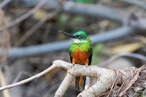 Rufous-tailed jacamar (Galbula ruficauda) Pantanal Brazil