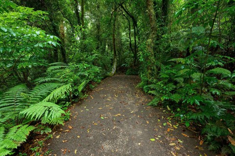 A narrow path runs through a dense forest of green ferns and foliage, Waterfall track, Mclaren Fall