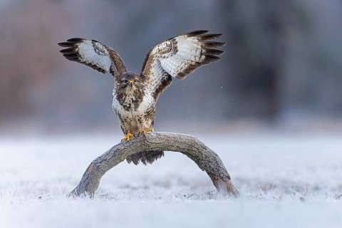 Common Buzzard (Buteo buteo), Saxony-Anhalt, Germany