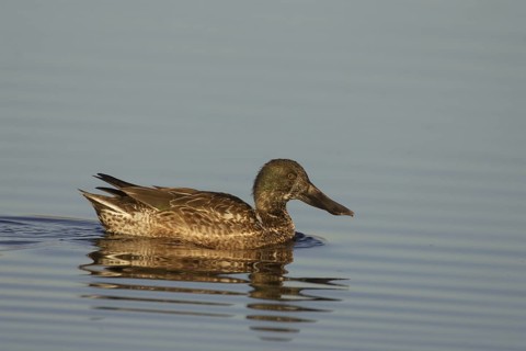 Northern Shoveler (Spatula clypeata) male, California, USA