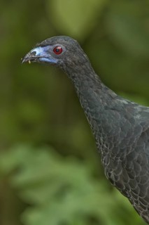 Black Guan (Chamaepetes unicolor), Costa Rica