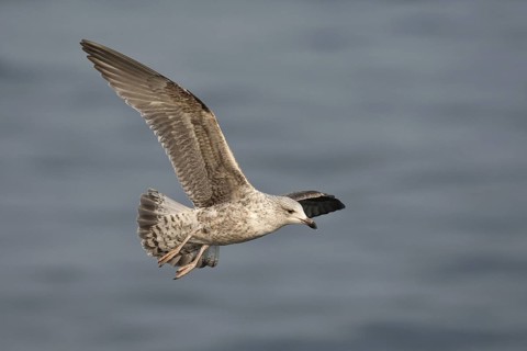 European Herring Gull (Larus argentatus) juvenile flying, Baltic Sea, Germany