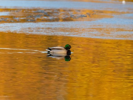 Mallard (Anas platyrhynchos), adult bird, swimming across a partially frozen lake with its