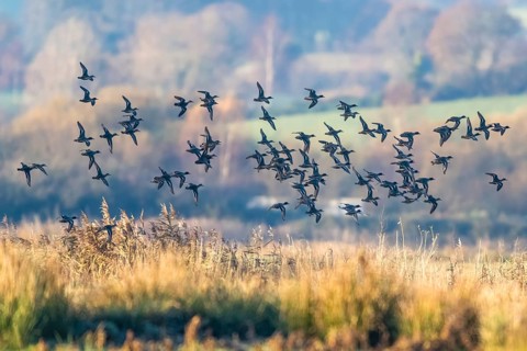 Eurasian Teal (Anas crecca) birds in flight over Marshes at winter time