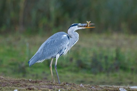 Grey Heron (Ardea cinerea) with fish prey, North Rhine-Westphalia, Germany