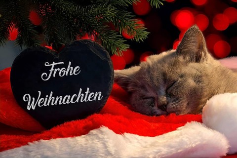 Christmas greetings: Heart with the inscription FROHE WEIHNACHTEN next to a kitten