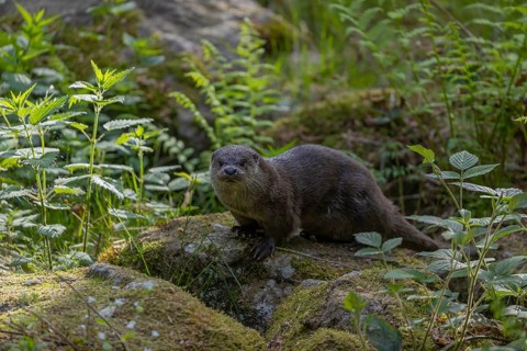 One Eurasian otter (Lutra lutra), walking over a mossy rock. Green vegetation and rocks around him