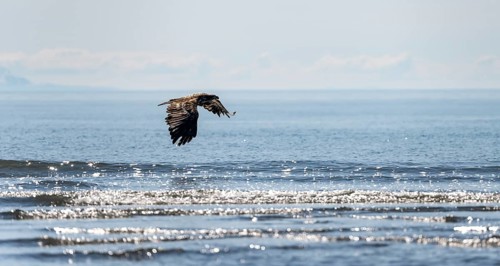 Bald eagle (Haliaeetus leucocephalus) in flight over the sea, Anchor Point at Cook Inlet, Anchor