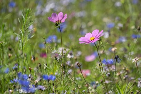 Flower meadow with cornflowers (Centaurea cyanea) and cosmos (Cosmos), Emsland, Lower Saxony,
