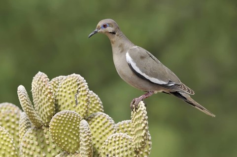 White-winged Dove (Zenaida asiatica), Arizona, USA