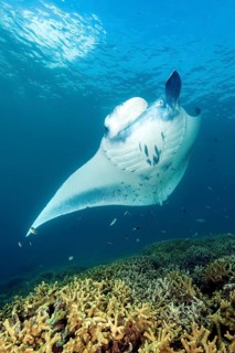 Giant ray (Manta) plankton eater swimming at cleaning station over coral reef of stony corals