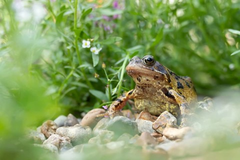 Common frog (Rana temporaria) adult amphibian on a garden shingle path, England, United Kingdom