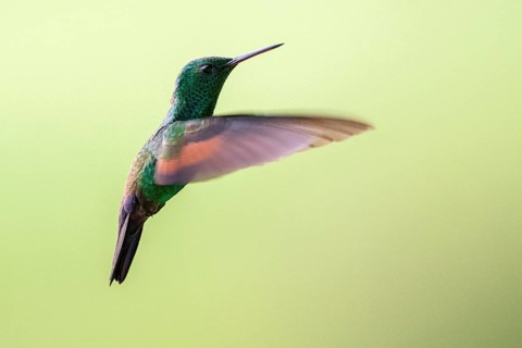 Blue-tailed Hummingbird (Amazilia cyanura guatemalae) flying, Solola, Guatemala