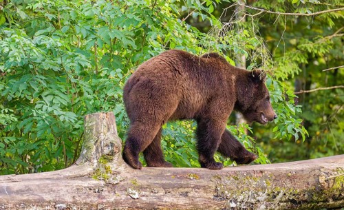 A young male Eurasian brown bear (Ursus arctos arctos) walks on a rotting log lying on the ground