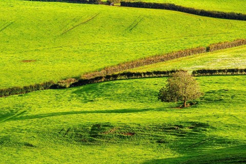 Colours of Devon Farms and Fields over Paignton and Berry Pomeroy, Totnes, England, United Kingdom