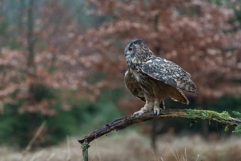 One female Eurasian Eagle Owl, Bubo bubo, perched on a branch. A forest in autumn colors in the