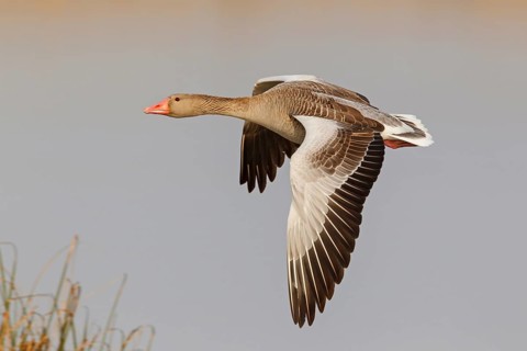 Greylag Goose (Anser anser) flying, Lake Neusiedl, Austria