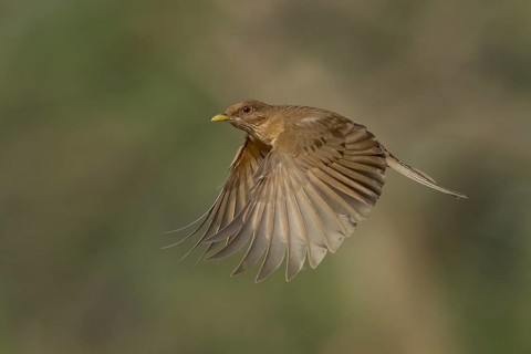 Clay-colored Thrush (Turdus grayi) flying, Texas, USA