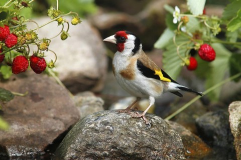 European Goldfinch (Carduelis carduelis) male perched on a stone in garden, Mecklenburg-Western