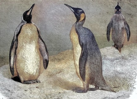 King Penguins (Aptenodytes patagonicus), 1868, Historic, digitally restored reproduction of an
