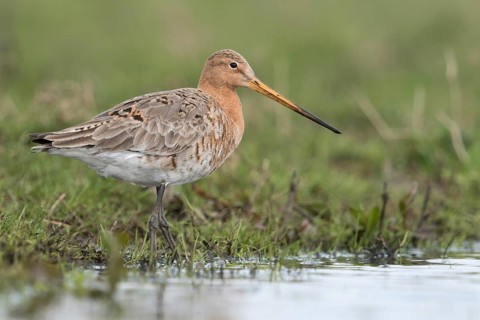 Black-tailed Godwit (Limosa limosa) foraging, Netherlands