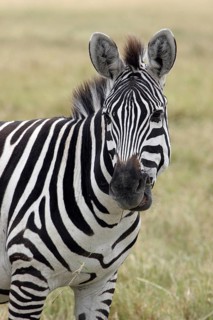 Burchell's zebra (Equus quagga burchellii) close up portrait, Ngorongoro crater, Tanzania, East