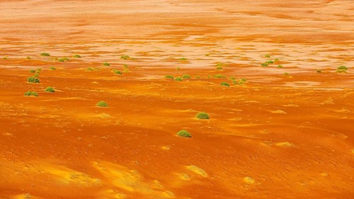 Flat sandy area with green vegetation in the Rub al Khali desert, Dhofar province, Arabian