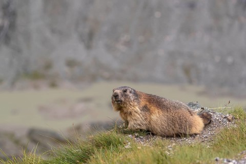 One adult Alpine Marmot, Marmota marmota, resting on a rim, observing his surrounding