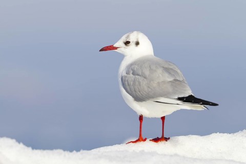 Black-headed Gull (Chroicocephalus ridibundus), Thurgovia, Switzerland