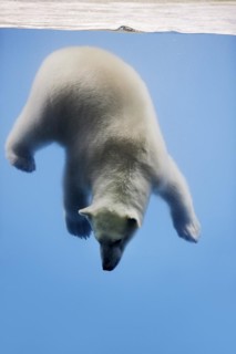 Polar bear (Ursus maritimus) diving, captive, Germany