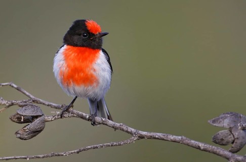 Red-capped Robin (Petroica goodenovii), Victoria, Australia