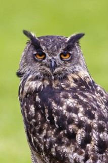 Eurasian Eagle-Owl (Bubo bubo), Bavaria, Germany