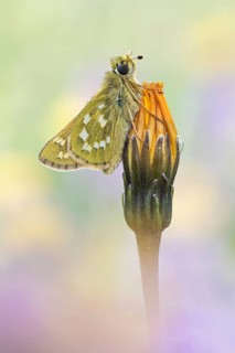 Der Komma-Dickkopffalter (Hesperia comma)