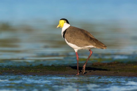 Masked Lapwing (Vanellus miles) foraging, Victoria, Australia