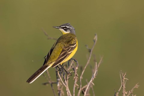 Blue-headed Wagtail - Wiesen-Schafstelze - Motacilla flava ssp. flava, Hungary, adult male