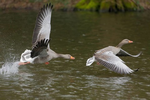 Graugans, lat. Anser anser, zwei Vögel verfolgen sich im Flug über dem Gewässer, Niedersachsen,