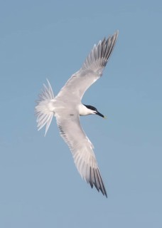 Sandwich Tern (Thalasseus sandvicensis) flying, Texas, USA