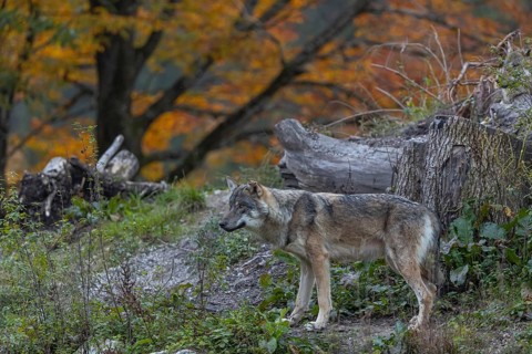One eurasian gray wolf (Canis lupus lupus) standing on a small hill between logs with a colourful