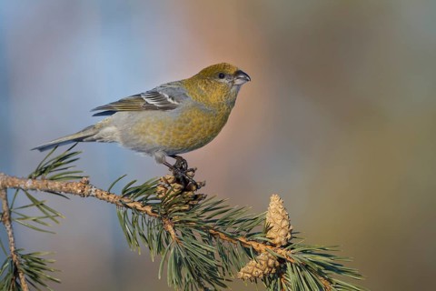 Pine Grosbeak - Hakengimpel - Pinicola enucleator, Finland