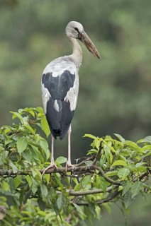 Asian Openbill (Anastomus oscitans), West Bengal, India