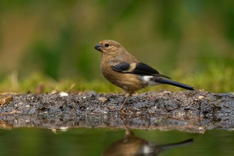 Eurasian Bullfinch (Pyrrhula pyrrhula) juvenile, Utrecht, Netherlands