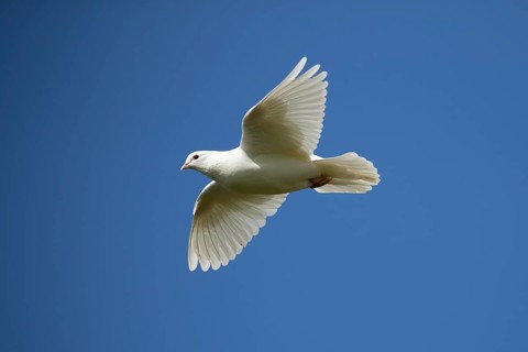 White or Release dove (Columba livia domestica) adult bird flying against a blue sky, England,