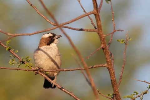 White-browed Sparrow-Weaver (Plocepasser mahali), Namibia