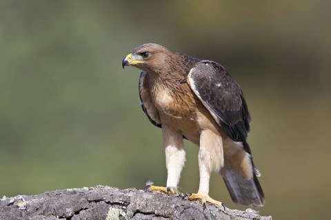 Bonelli's Eagle (Aquila fasciata) juvenile, Portugal