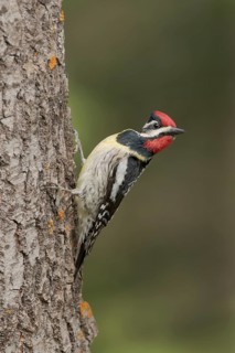 Yellow-bellied Sapsucker (Sphyrapicus varius) male climbing tree, Minnesota, USA