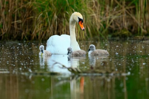 A swan with chicks exploring the surface of a pond surrounded by grass, Mute Swan, (cygnus olor),