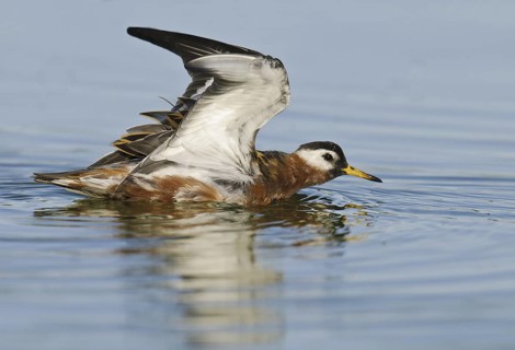 Red Phalarope (Phalaropus fulicarius), Arizona, USA