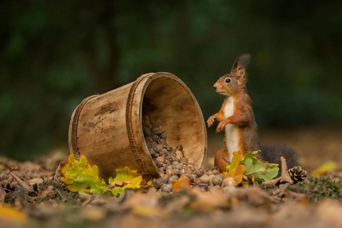 Eurasian Red Squirrel (Sciurus vulgaris) inspecting a wood tub, Netherlands